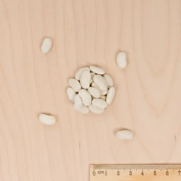 Légumes Secs - Haricot Grimpant Vert Neckarkönigin - 10 m - BIO - MEDIA_3D